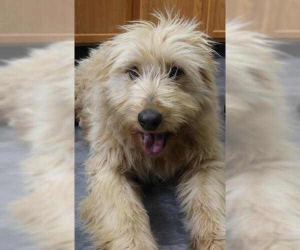 Medium Photo #1 Labrador Retriever-Unknown Mix Puppy For Sale in Thief River Falls, MN, USA