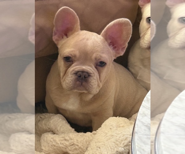 Medium Photo #9 French Bulldog Puppy For Sale in SUSSEX, WI, USA