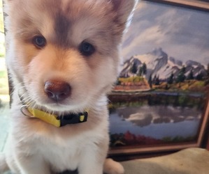 Alaskan Husky Puppy for sale in YACOLT, WA, USA