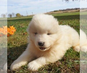 Samoyed Puppy for sale in THORP, WI, USA