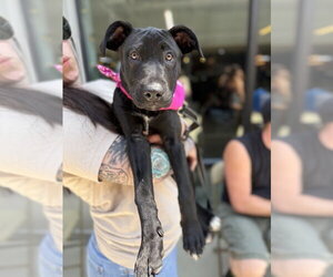Mutt Dogs for adoption in Shermans Dale, PA, USA