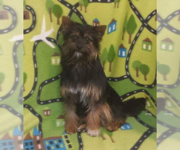 Medium Photo #5 Pomeranian-Unknown Mix Puppy For Sale in FAIRLAWN, OH, USA