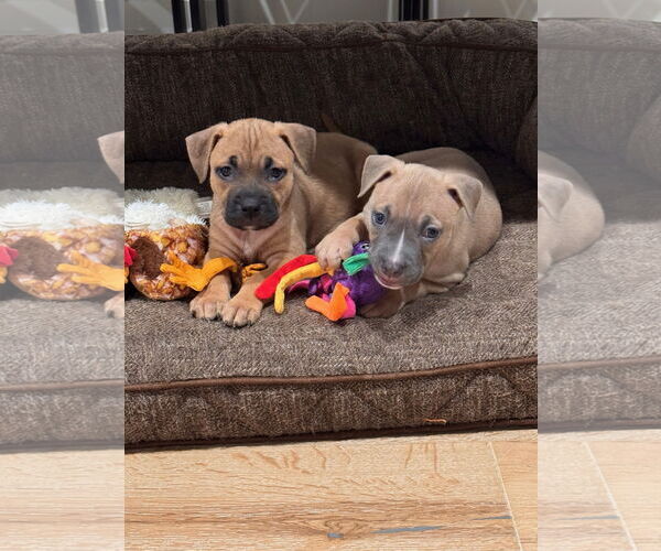 Medium Photo #5 Mutt Puppy For Sale in Philadelphia, PA, USA