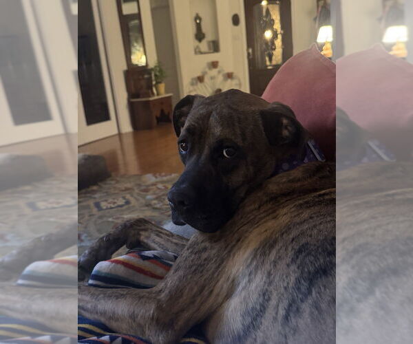 Medium Photo #6 Boxer-Unknown Mix Puppy For Sale in Austin, TX, USA