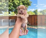 Puppy 3 Olde English Bulldogge