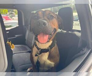 Mutt Dogs for adoption in Ocala, FL, USA