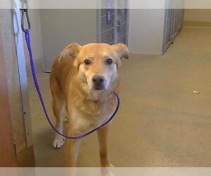 German Shepherd Dog-Unknown Mix Dogs for adoption in Sacramento, CA, USA