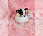 Small #6 Chihuahua