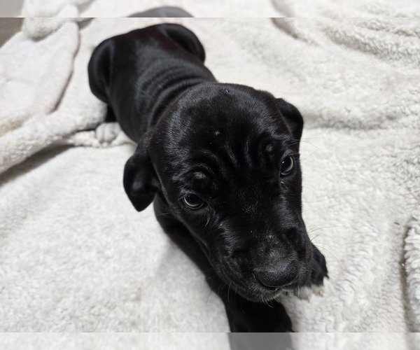 Medium Photo #1 Cane Corso Puppy For Sale in EAST HAMPTON, CT, USA