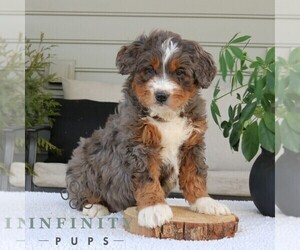 Bernedoodle (Miniature) Puppy for sale in NARVON, PA, USA