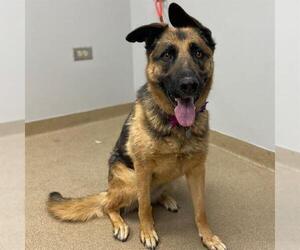 German Shepherd Dog Dogs for adoption in Aurora, CO, USA