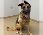 Small German Shepherd Dog