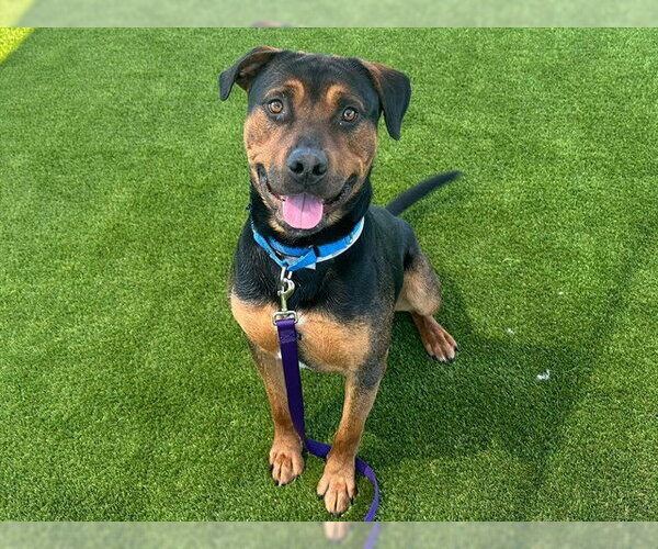 Medium Photo #2 Rottweiler-Unknown Mix Puppy For Sale in Martinez, CA, USA