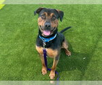 Small #1 Rottweiler Mix