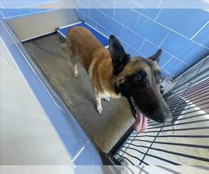 German Shepherd Dog-Unknown Mix Dogs for adoption in Norco, CA, USA