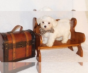 Maltese Puppy for sale in WARRENSBURG, MO, USA