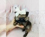 Small #8 Pomeranian
