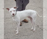 Small #4 American Staffordshire Terrier-Whippet Mix