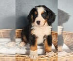 Puppy Caddy Bernese Mountain Dog