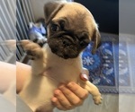 Small #6 Pug