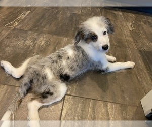 Aussiedoodle Puppy for sale in QUEEN CREEK, AZ, USA
