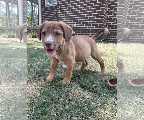 Medium Photo #3 Mutt Puppy For Sale in Greenville, SC, USA
