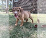 Small #2 Mutt