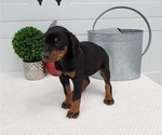 Small Photo #81 Doberman Pinscher Puppy For Sale in GOSHEN, IN, USA