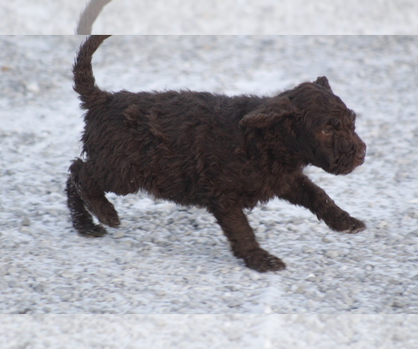 Medium Photo #3 Labradoodle Puppy For Sale in MEMPHIS, MO, USA