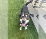 Small Photo #2 Rottweiler-Unknown Mix Puppy For Sale in Chula Vista, CA, USA