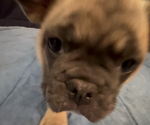 Small #3 French Bulldog