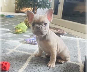 French Bulldog Puppy for sale in WEATHERFORD, TX, USA