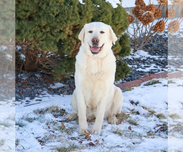 Medium Photo #3 Labrador Retriever Puppy For Sale in SYRACUSE, IN, USA