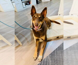 Doberman Pinscher-Unknown Mix Dogs for adoption in Fort Collins, CO, USA