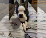 Small #10 Boston Terrier