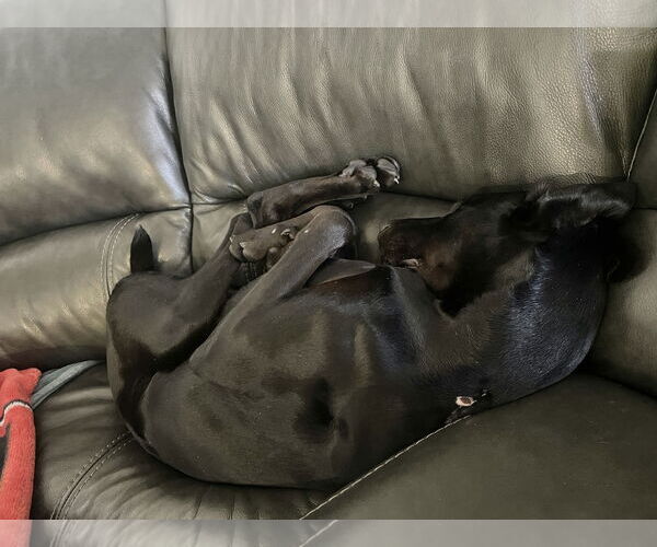 Medium Photo #14 Doberman Pinscher Puppy For Sale in Buffalo, MN, USA