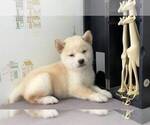 Small Photo #3 Shiba Inu Puppy For Sale in IRVINE, CA, USA