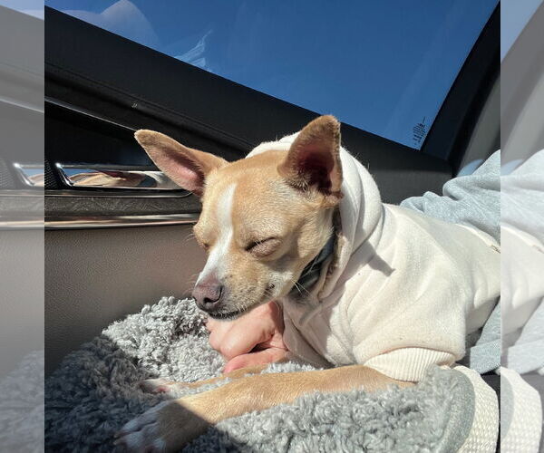 Medium Photo #5 Chihuahua-Unknown Mix Puppy For Sale in Visalia, CA, USA