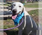 Small #2 Labrador Retriever