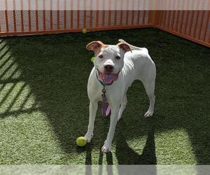 American Bulldog-Unknown Mix Dogs for adoption in Las Vegas, NV, USA