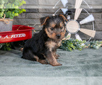 Small Photo #12 Yorkshire Terrier Puppy For Sale in MONROE, IN, USA
