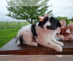 Small Photo #4 English Shepherd Puppy For Sale in HONEY BROOK, PA, USA