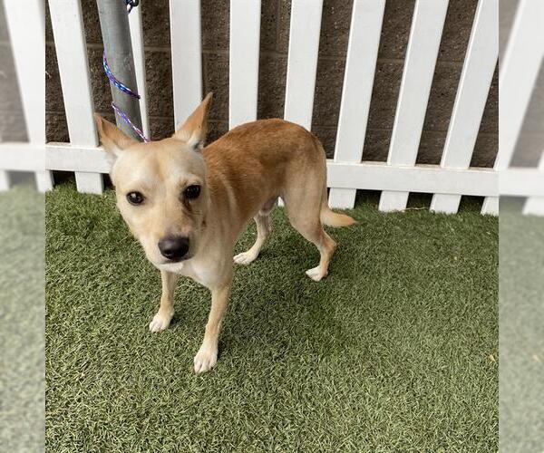 Medium Photo #1 Chihuahua Puppy For Sale in Modesto, CA, USA