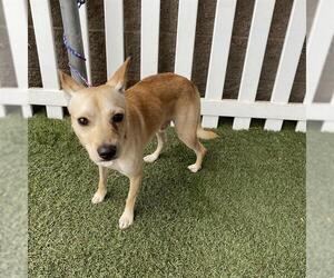 Chihuahua Dogs for adoption in Modesto, CA, USA
