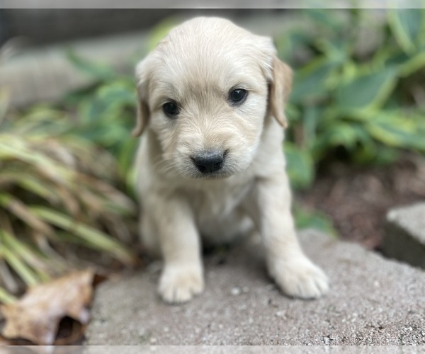 Medium Photo #7 Golden Retriever Puppy For Sale in FORDLAND, MO, USA