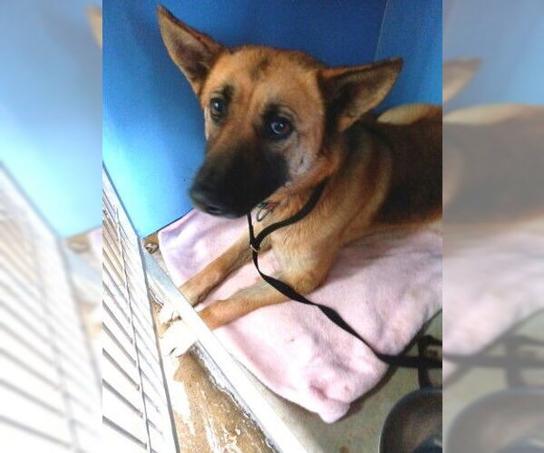 Medium Photo #1 German Shepherd Dog Puppy For Sale in San Bernardino, CA, USA