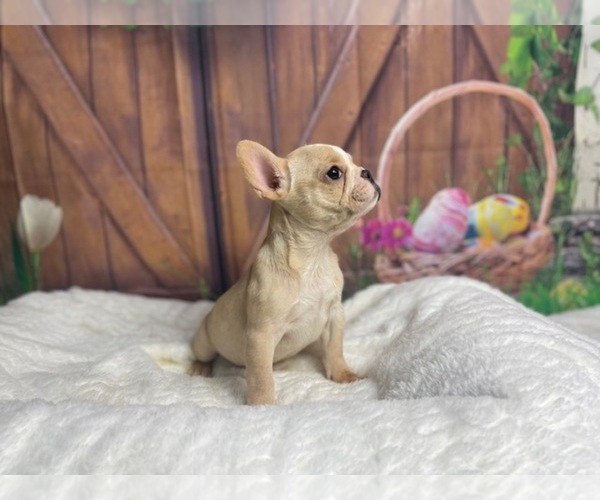Medium Photo #3 French Bulldog Puppy For Sale in POWHATAN, VA, USA