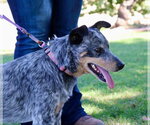 Small Photo #4 Mutt Puppy For Sale in Paso Robles, CA, USA