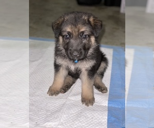 German Shepherd Dog Puppy for sale in RICHMOND, TX, USA
