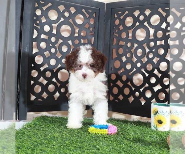 Medium Photo #4 Aussie-Poo Puppy For Sale in MOUNT VERNON, OH, USA